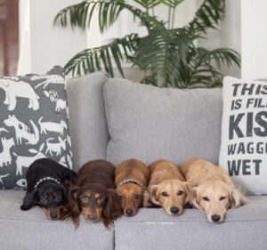 Five dogs resting on Fusion Furniture sofa