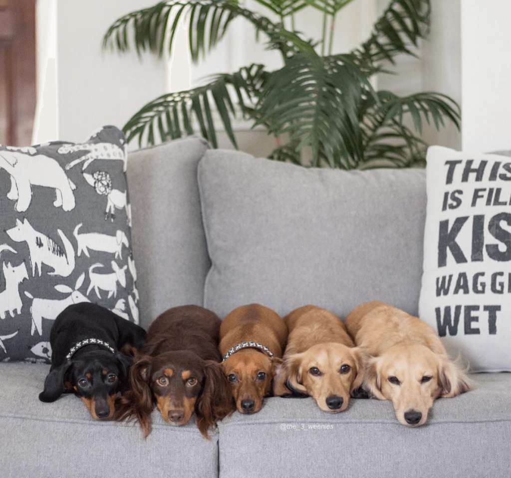 Five dogs resting on Fusion Furniture sofa