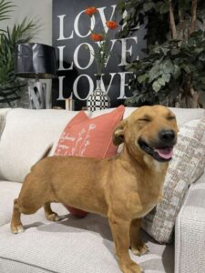 Rescue dog enjoying a Fusion Furniture sofa
