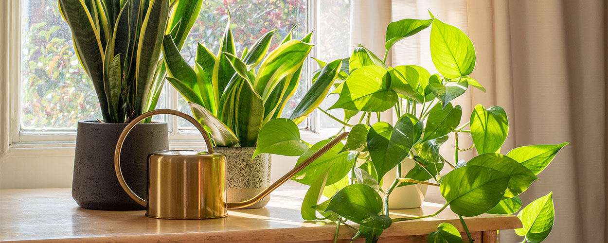 Houseplants as summer decoration for home