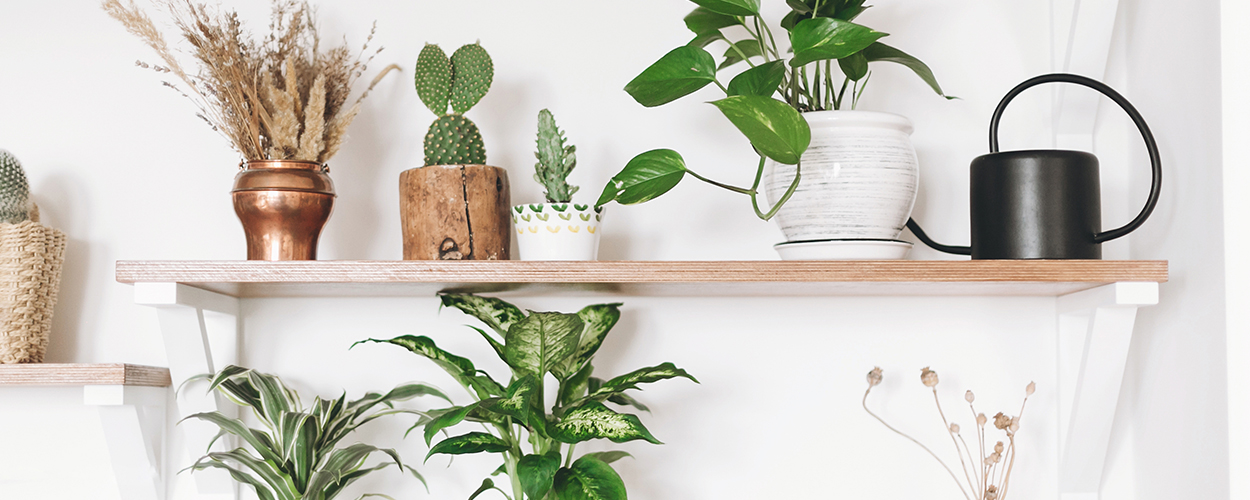 Houseplants on shelving